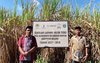 Ketika Petani Tebu Melek Iklim, Hasil Panen Kian Manis