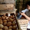 Harga Telur Anjlok, Peternak Ayam di Magetan Terjepit Biaya Pakan