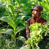 Harga Daun Tembakau Naik, Namun Petani Probolinggo Keluhkan Pupuk Mahal