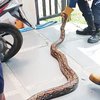 Damkarla Gresik Evakuasi Ular Phyton dari Kamar Mandi Perumahan