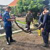 Ular Pyton Sepanjang 3 Meter Gegerkan Warga Mojoanyar Mojokerto